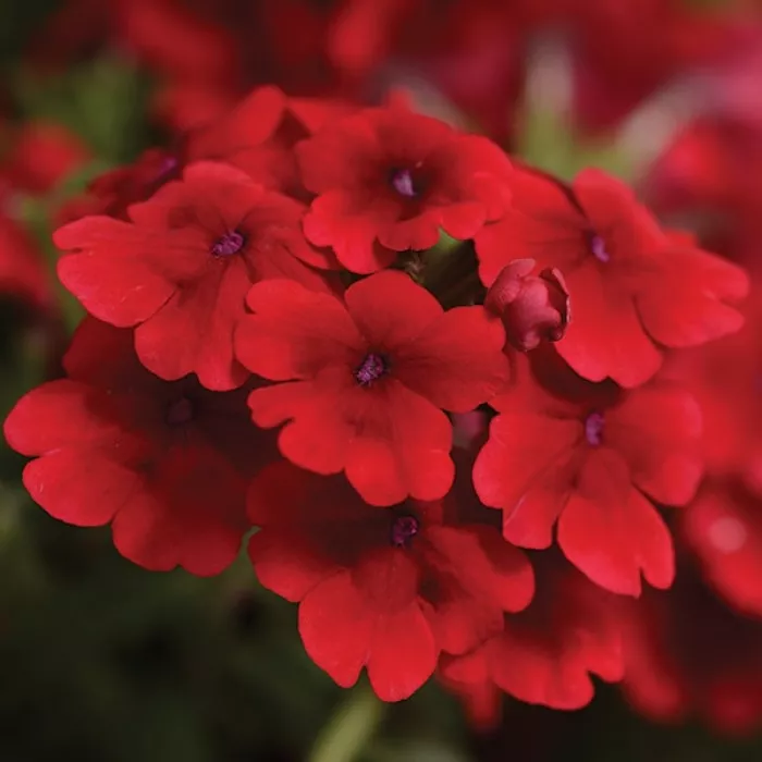 Фото Вербена Кварц Скарлет (Quartz XP Scarlet), №1