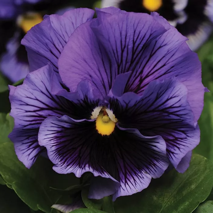 Виола Фризл Сизл F1 Блю (Frizzle Sizzle F1 Blue)