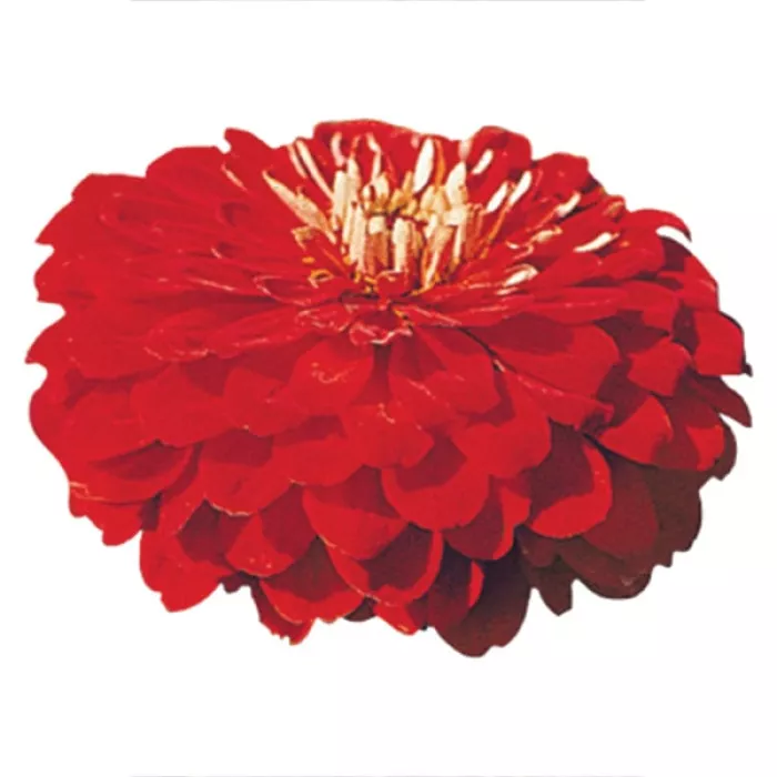 Фото Цинія Гіганти Бенарі Скарлет (Benary's Giant Scarlet), №1