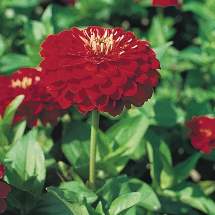 Фото Цинія Гіганти Бенарі Скарлет (Benary's Giant Scarlet), №2