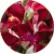 Львиный зев Снаптини Бургунди Биколор (Snaptini Burgundy Bicolor)