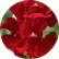 Львиный зев Снаптини Ред (Snaptini Red)