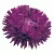 Астра Гала Перпл (Gala Purple)