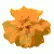 Бархатцы Сафари Оранж (Safari Orange)