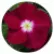 Катарантус Медітерранєан Бургунді Хало (Mediterranean XP Burgundy Halo)