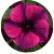 Катарантус Тату Блек Черрі (Tattoo Black Cherry)
