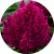 Целозия Фирст Флейм Перпл (First Flame Purple)