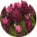 Лаванда Бандера Дип Роуз (Bandera Deep Rose)