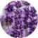Лаванда Елєганс Пьорпл (Ellegance Purple)