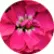 Матіола Колумн Амерікан Бюті Селект (Column American Beauty Select)