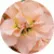 Матіола Колумн Апрікот (Column Apricot)