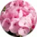 Пеларгония Буллс Ай F1 Лайт Пинк (BullsEye F1 Light Pink)