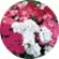 Пеларгония Мультиблум F1 Микс (Multibloom F1 Mix)