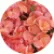 Пеларгония Мультиблум F1 Салмон (Multibloom F1 Salmon)