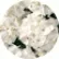 Пеларгония Мультиблум F1 Вайт (Multibloom F1 White)