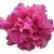 Петунія Дабл Каскад F1 Пінк (Double Cascade F1 Pink)