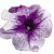Петуния Мамбо F1 Орхид Вейнед (Mambo F1 Orchid Veined)
