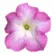 Петунія Трітунія F1 Пінк Морн (Tritunia F1 Pink Morn)