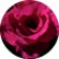 Примула Прімлет Пьорпл (Primlet Purple)