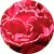 Примула Прімлет Роуз Едж (Red Rose Edge)