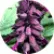 Сальвия Виста Перпл (Vista Purple)