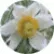 Сон-трава Пінвіл Вайт (Pinwheel White)