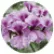 Пеларгония Торнадо F1 Лилак (Tornado F1 Lilac)