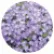 Вербена Тускани F1 Лавандер Пикотэ (Tuscany F1 Lavender Picotee)