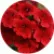 Вербена Кварц Скарлет (Quartz XP Scarlet)