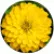 Цинія Цинніта Єллоу (Zinnita Yellow)