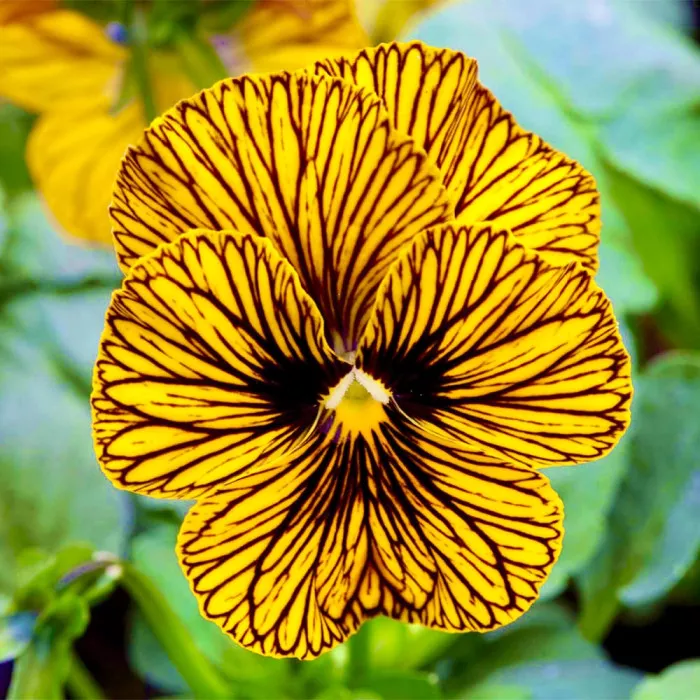 Віола Тайгер Ай F1 Єллоу (Tiger Eye F1 Yellow)