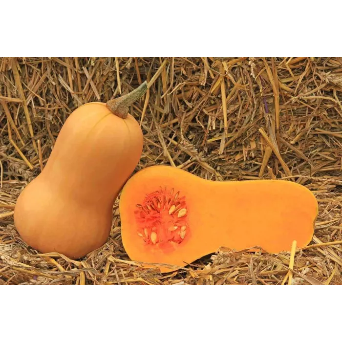 Волтгем Баттернат F1