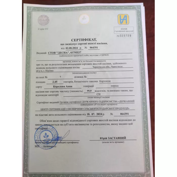Фото Насіннєва картопля Королева Анна (1 репродукція), №7