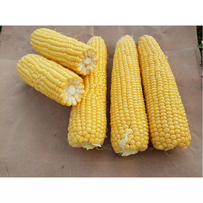 3517 F1