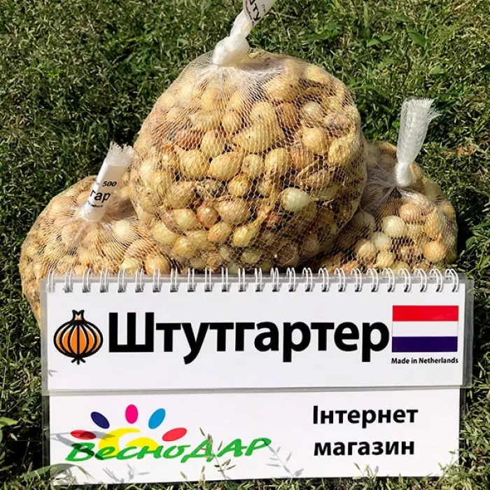 Фото Цибуля сіянка Штутгартер (Штутгарт), №2