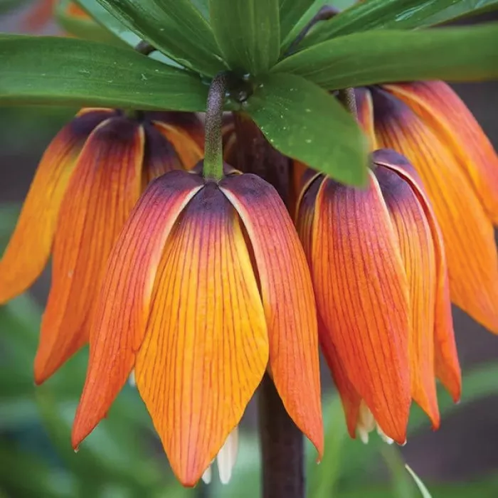 Фрітіларія Аврора