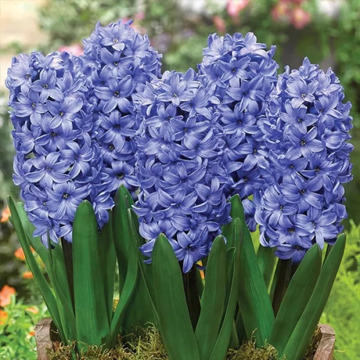 Фото Гіацинт Дельфт Блю (Delft Blue), №1