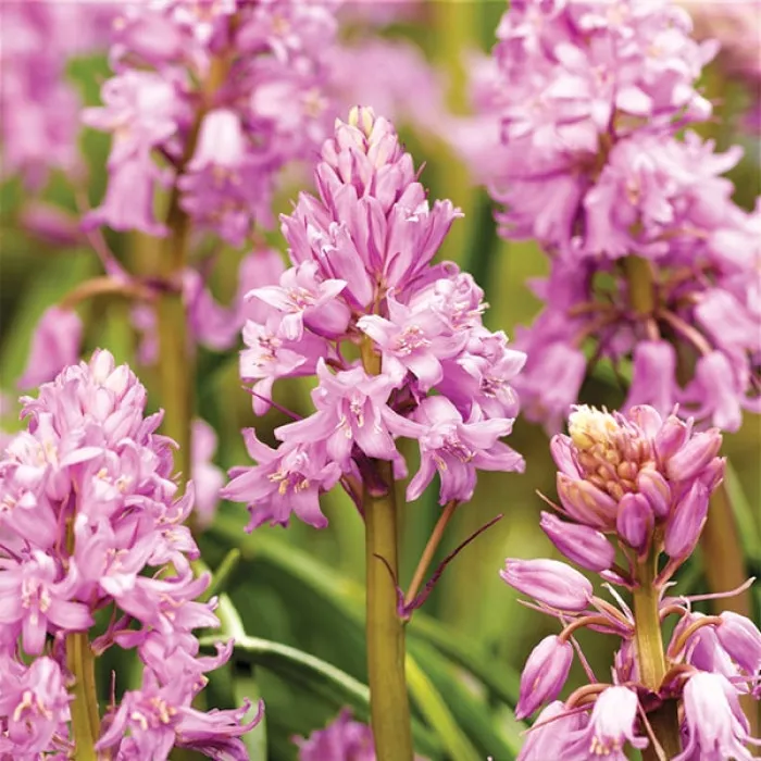 Гіацинтоідес (Проліска) Іспанський Рожевий