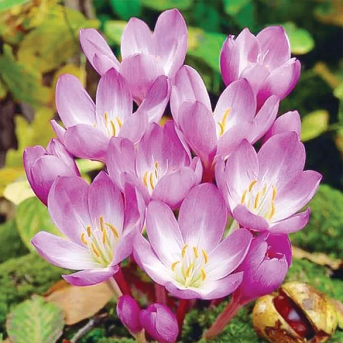 Колхікум (Пізньоцвіт) Тенорі