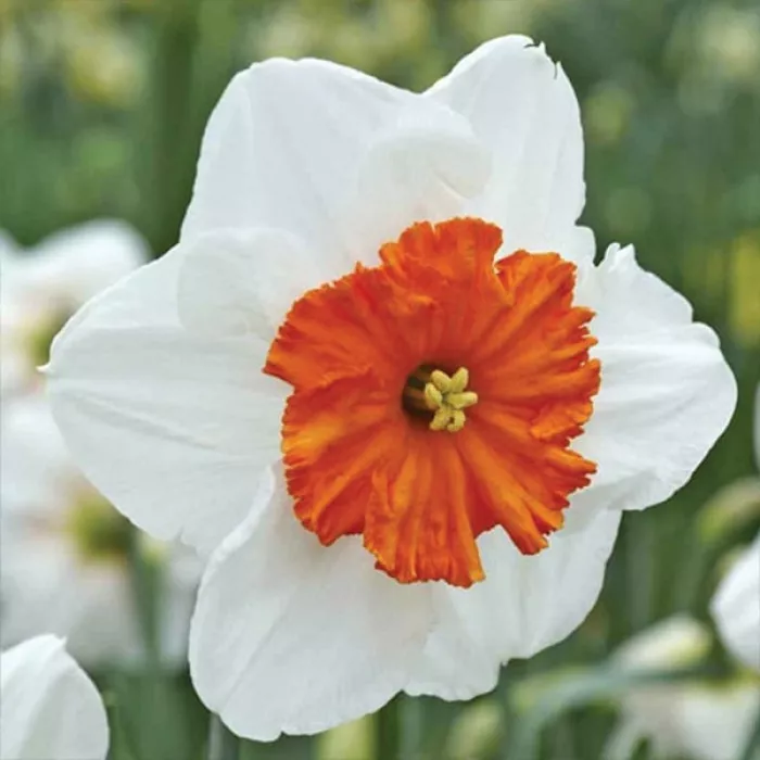 Нарцис корончатий Професор Ейнштейн