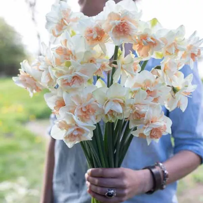 Нарцис махровий Дельнашо