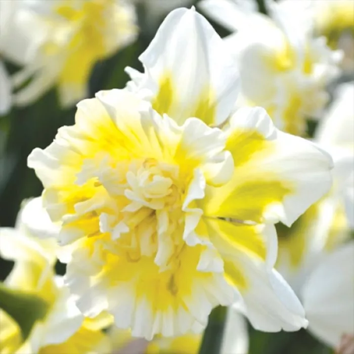 Нарцис махровий Айс Кінг