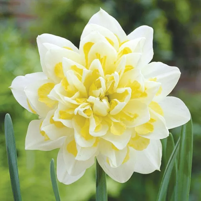 Нарцис махровий Ірен Копеланд