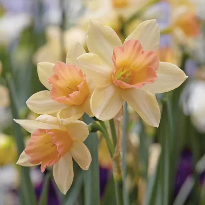 Нарцис мініатюрний Белль Сонг