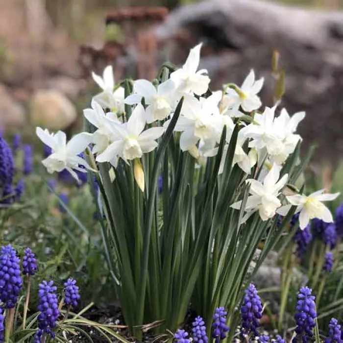 Нарцис мініатюрний Талія