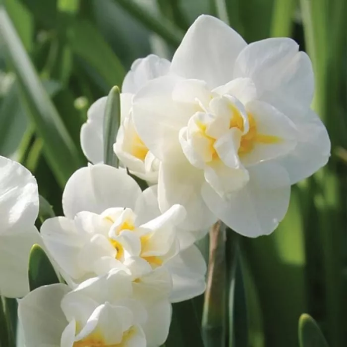 Нарцис багатоквітковий Черфулнесс