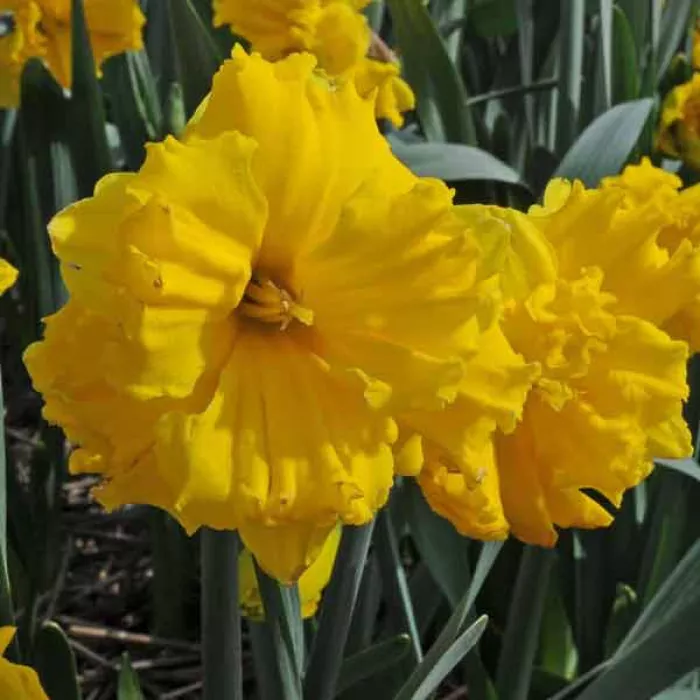 Нарцис Голд Диск