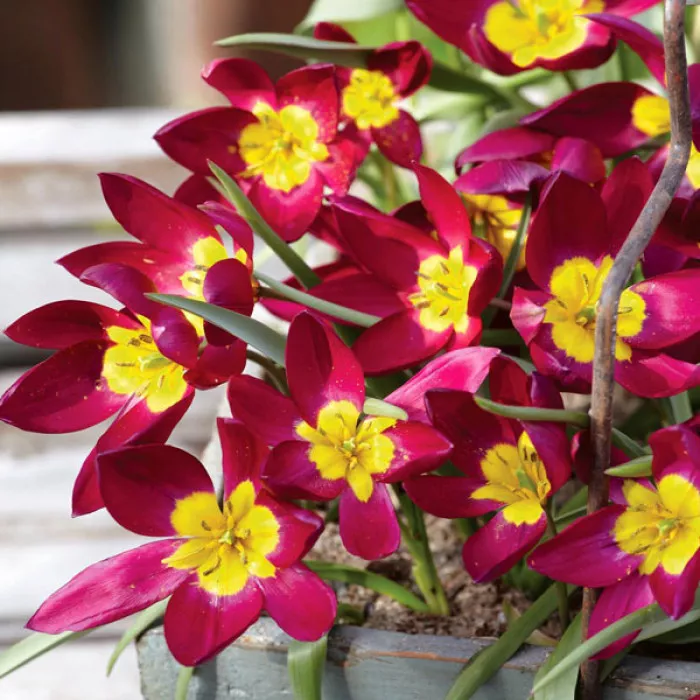 Тюльпан Пушелла Персіан Перл