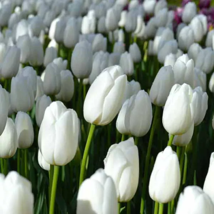 Тюльпан Клеарвотер