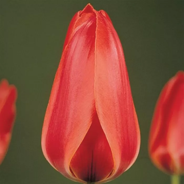 Тюльпан Діанта